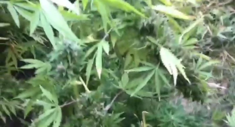 Barınak olarak kullandıkları alana hint keneviri diktiler
