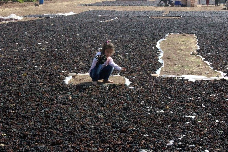 Kilis karası üzümünün de hasat sona erdi
