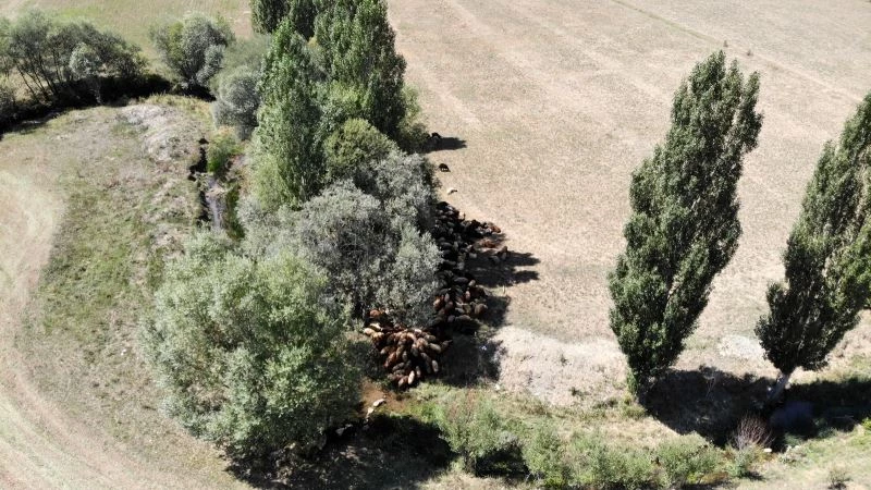 (Özel) Besiciler sıcaktan etkilenen büyükbaş hayvanlarını derede, küçükbaş hayvanlarını da ağaç diplerinde serinletiyor
