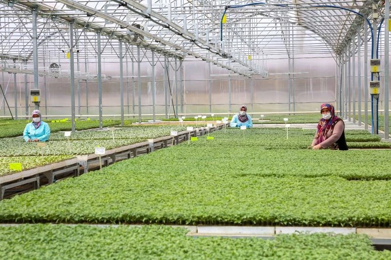 Meram’da yerli ve milli tohumlar lezzetli ürünlere dönüşüyor
