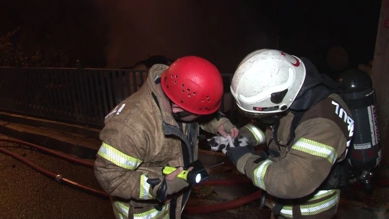 (Özel) Ümraniye’de alev alev yanan gecekonduda itfaiye ekipleri yavru kediyi böyle kurtardı
