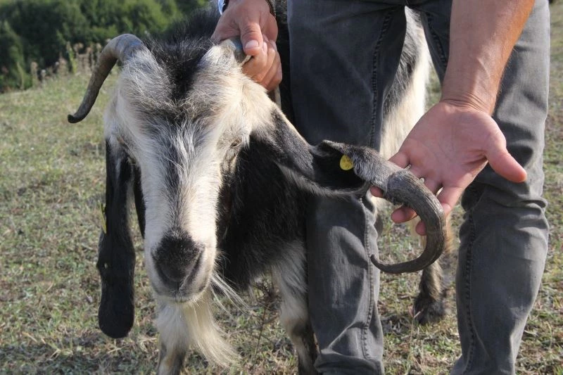 ’Boynuz kulağı geçti atasözü’ gerçek oldu
