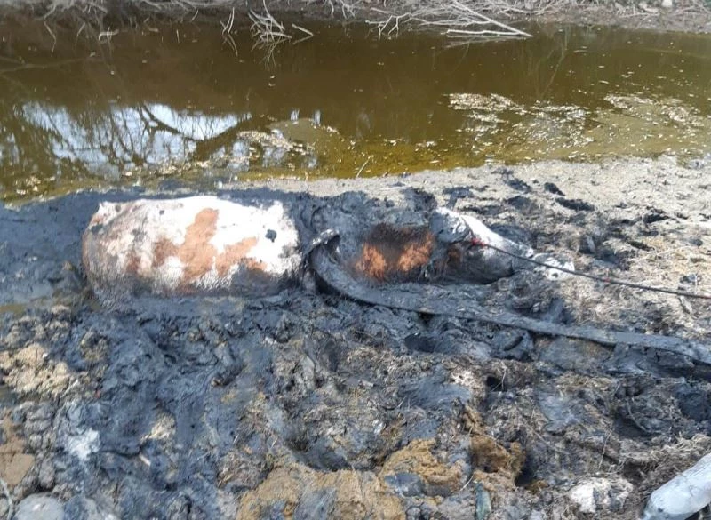 Kütahya’da bataklığa saplanan ineği itfaiye kurtardı

