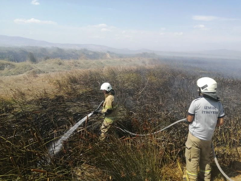 Merada otlarken alevlerin arasında kalan dana telef oldu
