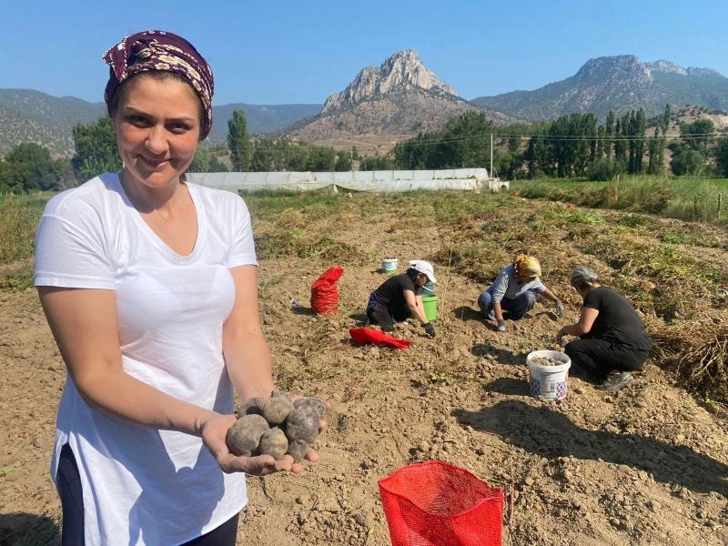 (Özel) Mor patatese kadın eli değdi
