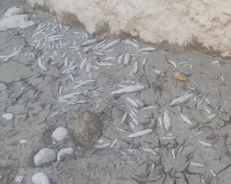 Menderes’te sular çekildi, oksijensiz kalan binlerce balık telef oldu
