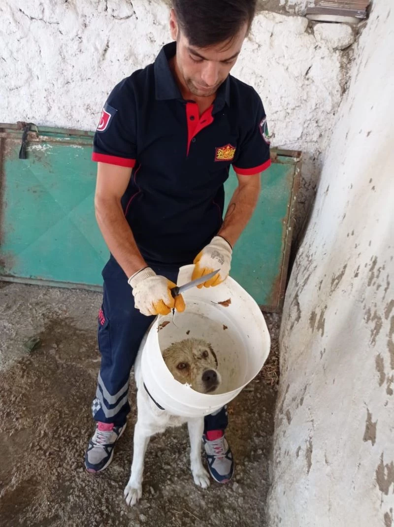 Kafası bidona sıkışan köpek kurtarıldı
