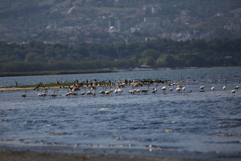 İzmit Körfezi’nde flamingolardan görsel şölen
