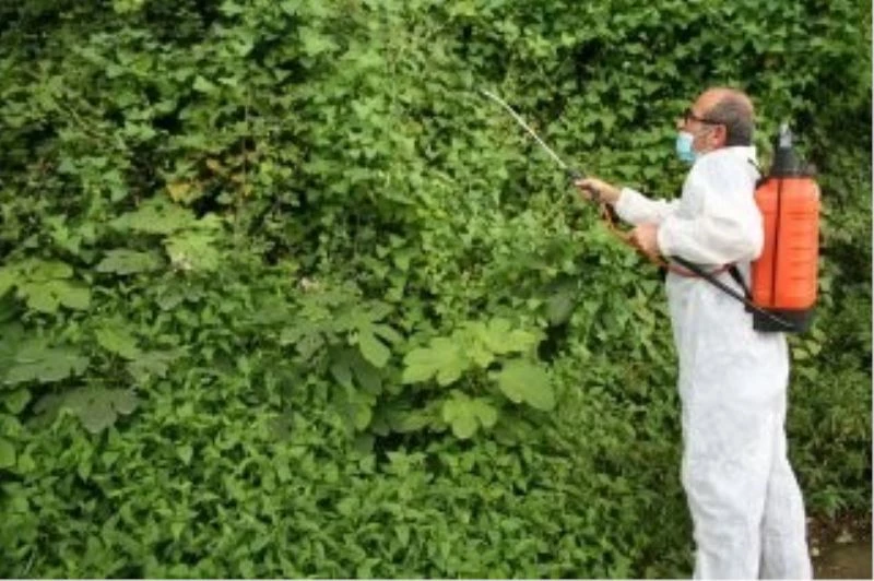 Vampir kelebekle mücadelede olumlu sonuçlar alınmaya başlandı
