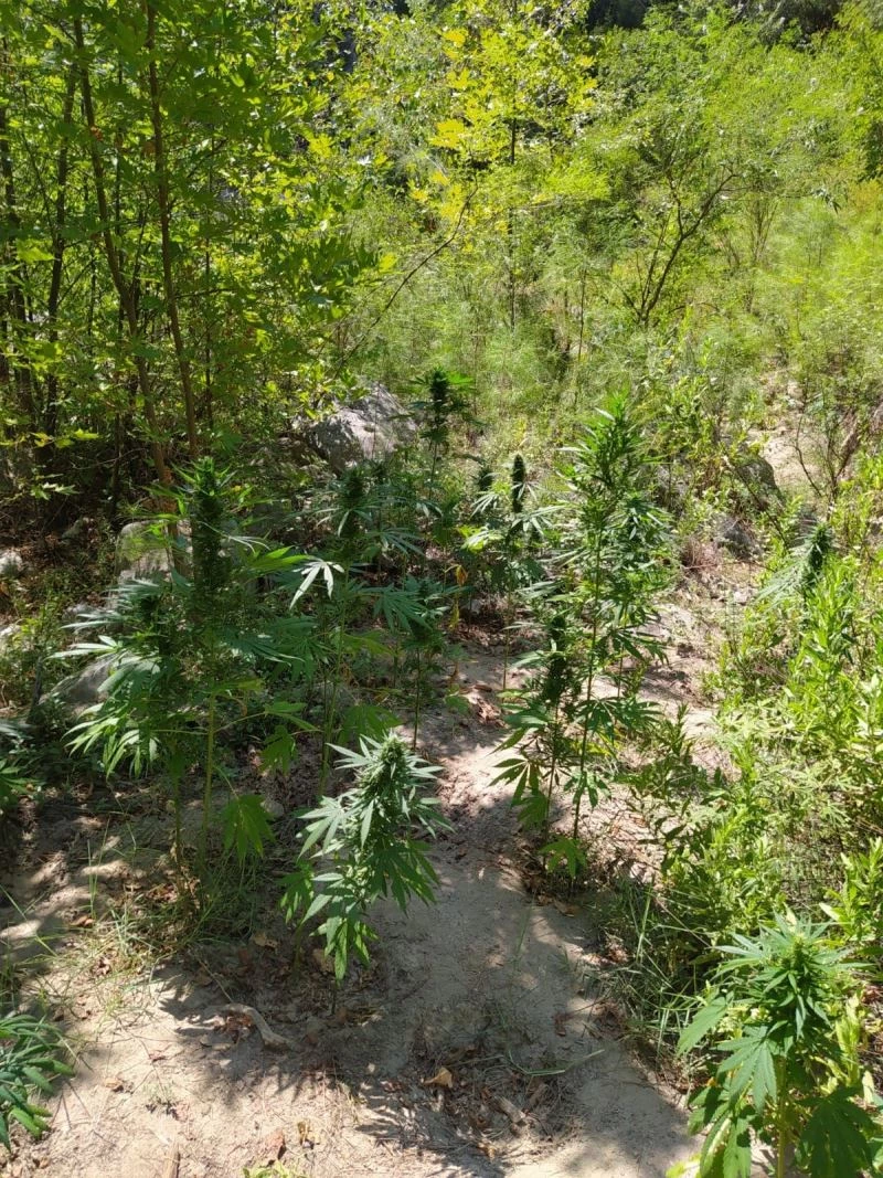 Ormanlık alan ve saksıdaki kenevir üretimine jandarma baskını
