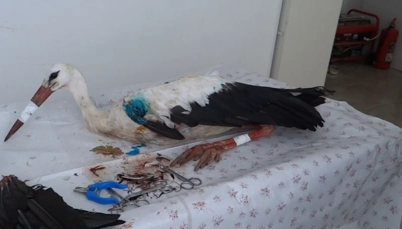  Ovada can çekişirken bulundu
