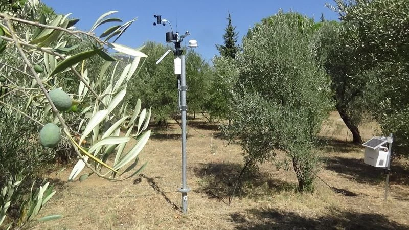 (Özel) Yüksek teknoloji ile zeytinlikler daha az ilaçla korunacak
