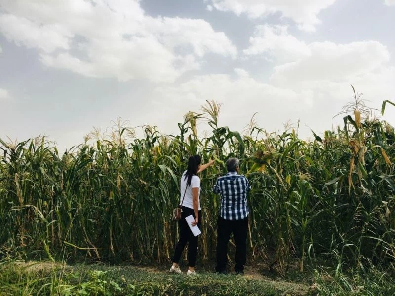 Sertifikalı mısır tohumu üretimi yapan tarlalar incelendi
