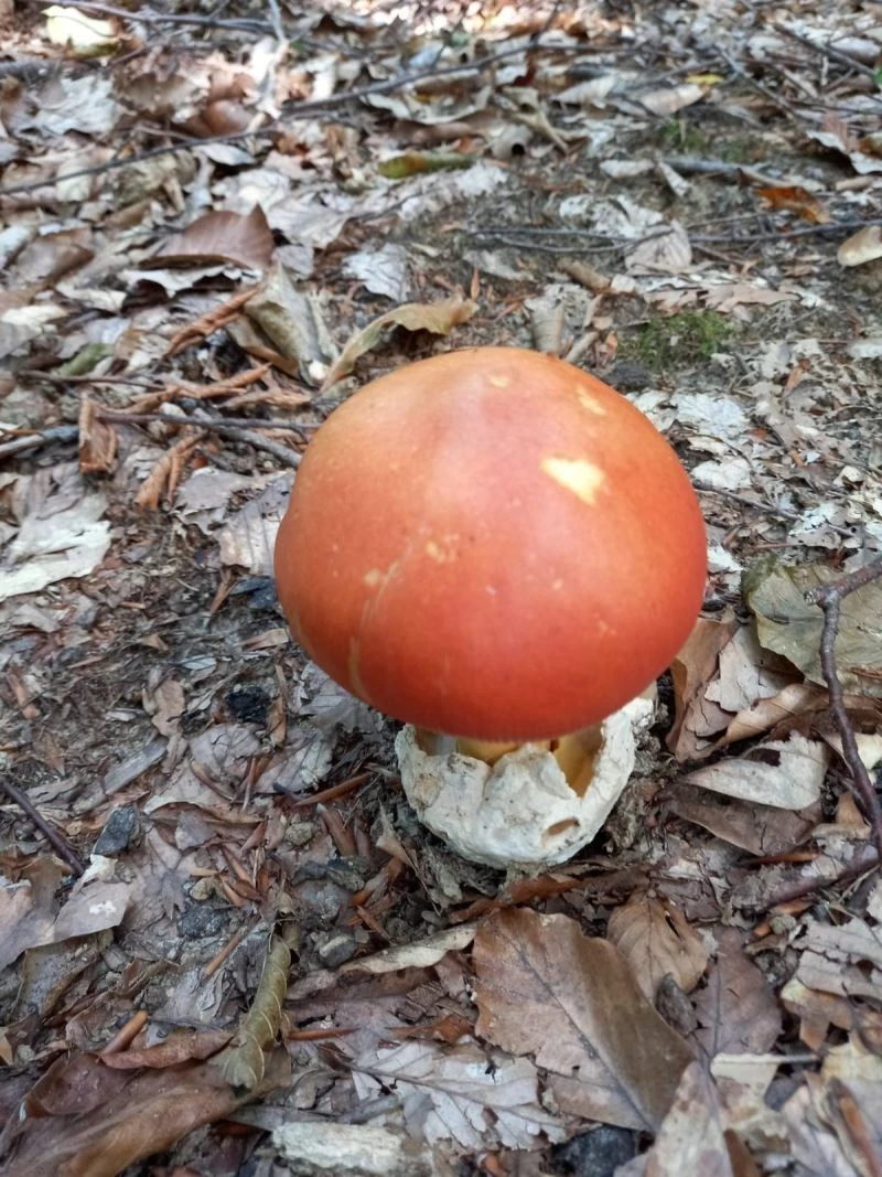 Fesleğen ve yumurta mantarı köylülere ek gelir kapısı oldu
