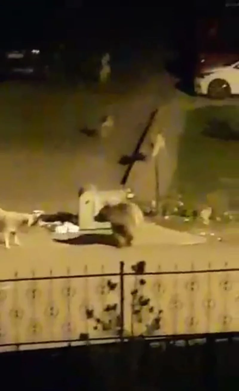 Aç kalan ayı, çöp konteynerinde yiyecek aradı
