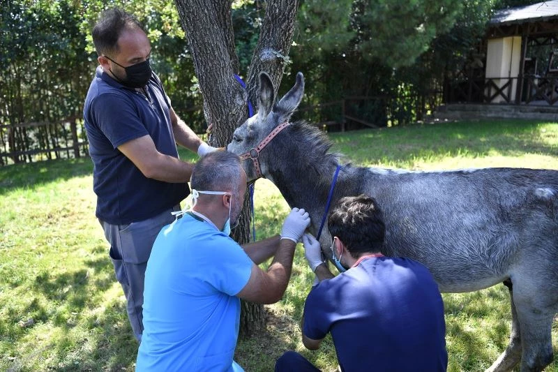 Yangınzede eşek iyileşince emekliye ayrılacak
