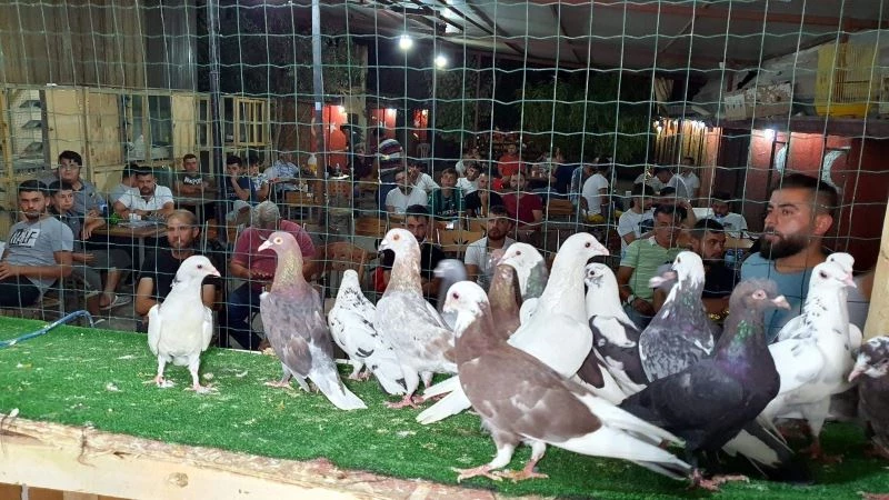 Patentli güvercinler Aydın’dan Denizli’ye uçtu
