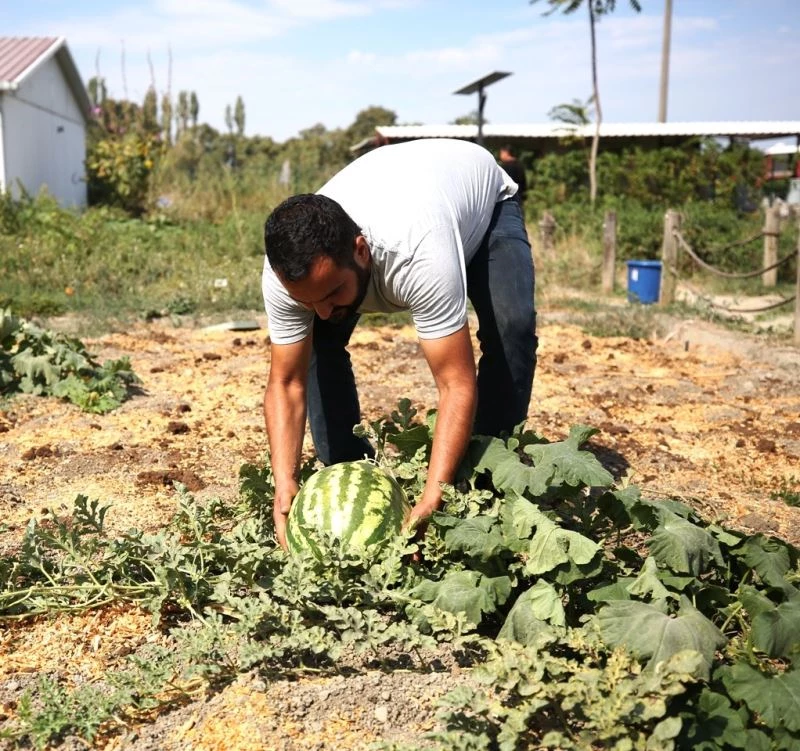 Kent Bostanları’nda tohum alma zamanı
