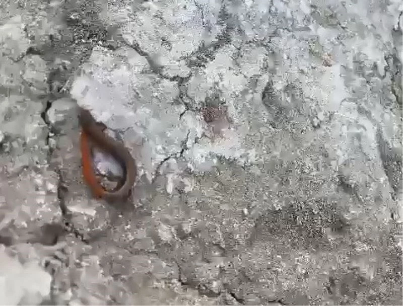 Adıyaman’da kırmızı kuyruklu kertenkele görüldü
