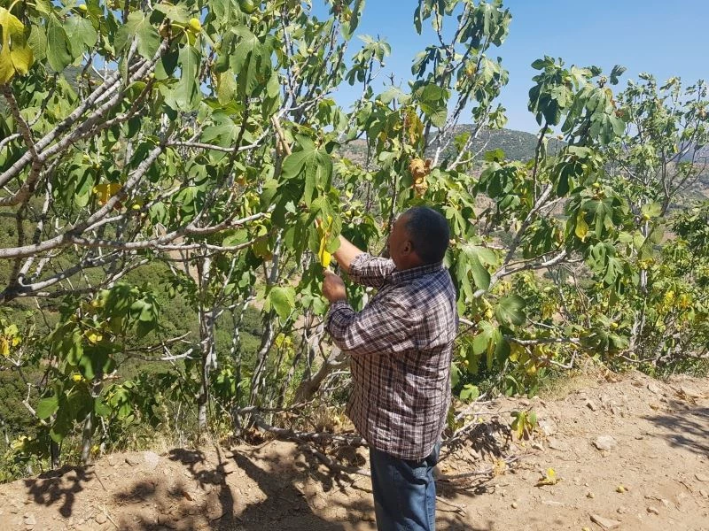 İncirde verim yarı yarıya düştü
