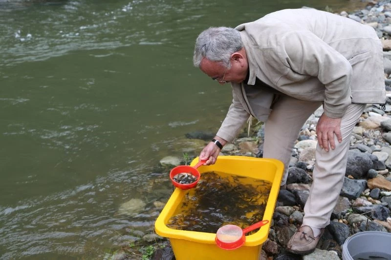 Ordu’nun derelerine 50 bin alabalık
