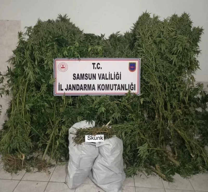Bafra’da 12 bin 769 gram skunk bitkisi ele geçirildi
