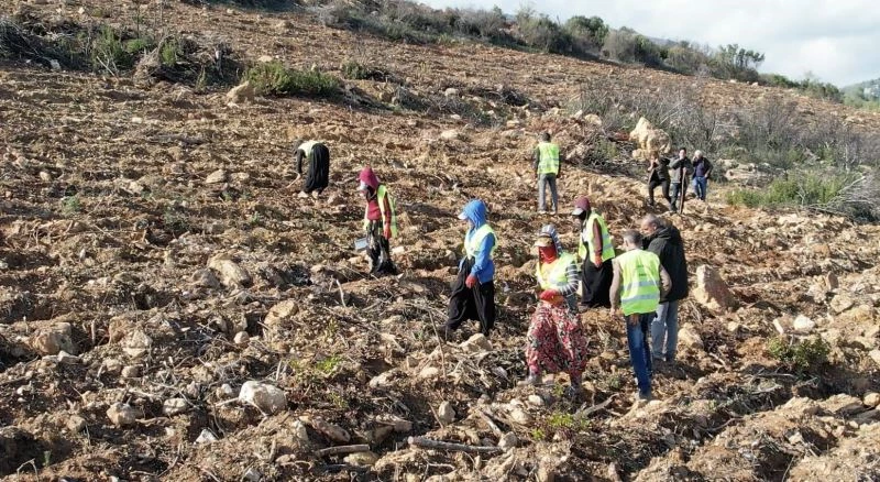 İzmir’de yanan ormanlar yeniden yeşeriyor
