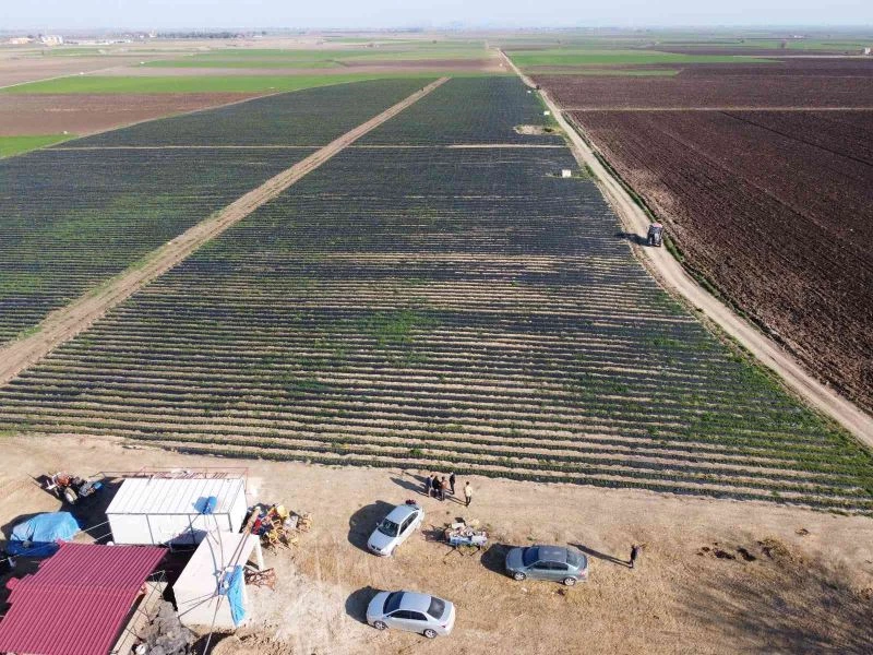 Devlet eliyle suyla buluşan topraklar, ihraçlık çilek yatırımını getirdi
