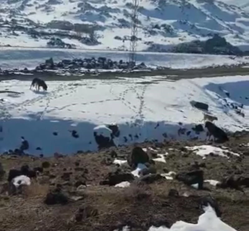 Barınağa bırakılması gereken köpekleri dağ başına bıraktılar
