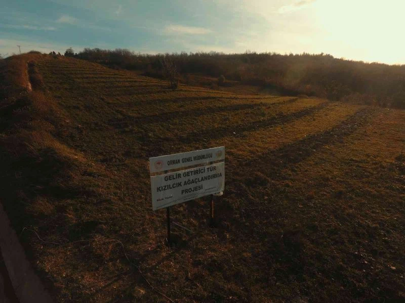 Defneyaprağı toplamaya destek
