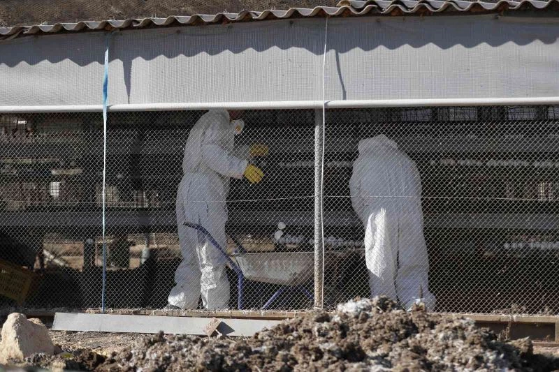 İsrail’de 18 bin 700 tavukta daha kuş gribi tespit edildi
