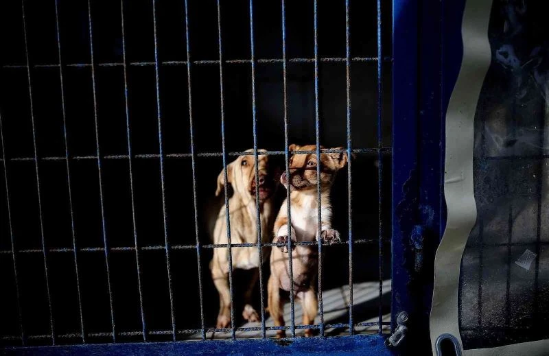 (Özel) Yasak ırklar için Bursa’da önemli çalışma
