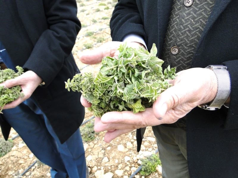 Kekik üreten kadınlar, hasat edilmeden pazar buldu
