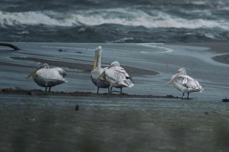 10 ayda 5 ülkede binlerce kilometre uçtu...Elektrik tellerine çarpıp öldü
