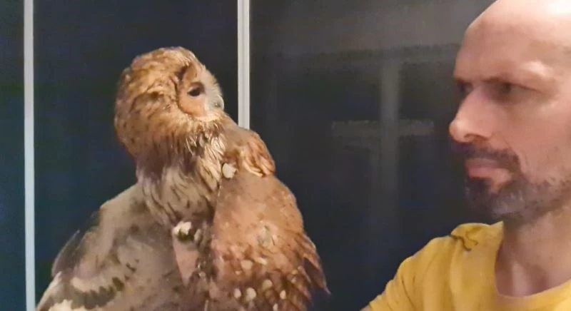 Evine giren baykuşu önce sevdi sonra doğaya bıraktı
