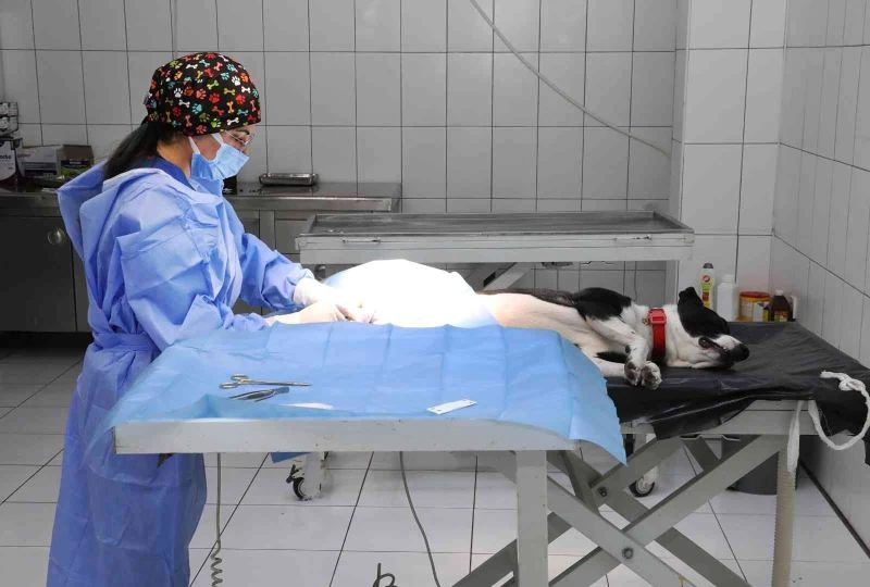 Van Büyükşehir Belediyesi yasak ırkları ücretsiz kısırlaştırıyor
