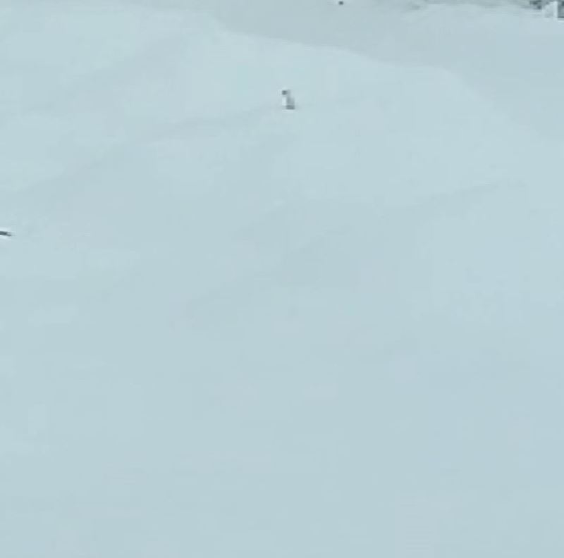 Tunceli’de karlar arasındaki beyaz gelincik cep telefonu kamerasına takıldı
