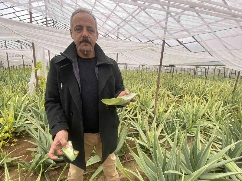 1 dekarla başladığı aloe vera üretiminde rekor kazanç sağladı
