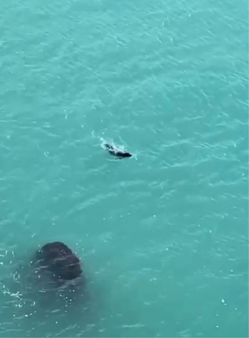 Falezlerde gördükleri Akdeniz fokuna ıslıkla seslendiler
