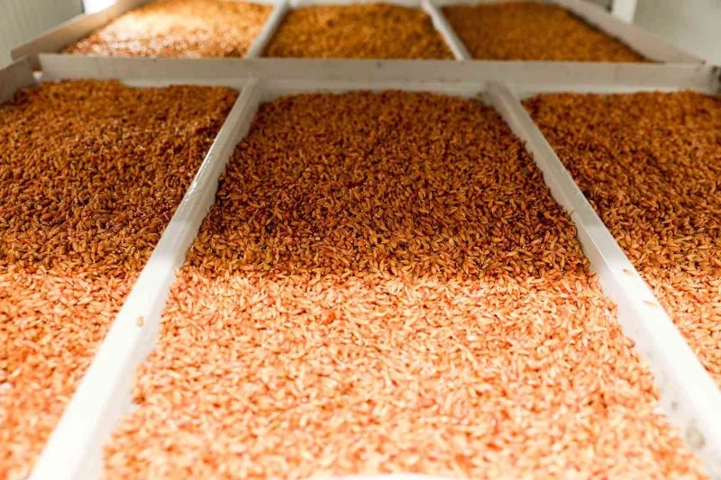 Buca’da çiftçiye 6 ayda 36 bin 500 kilo ücretsiz hasıl yem
