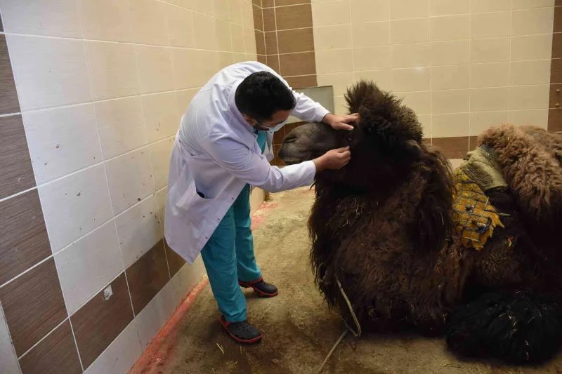 Katarak olan deve ameliyatla sağlığına kavuştu
