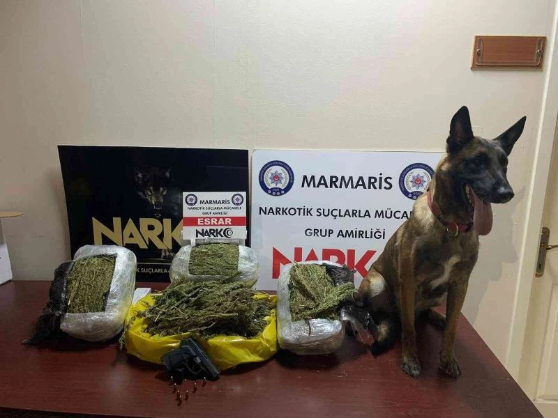 Hassas burun ’Coco’ yılın köpeği seçildi
