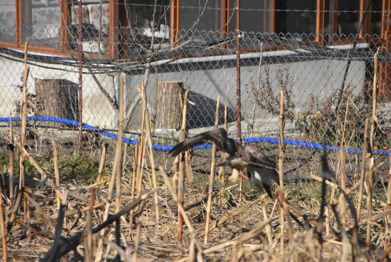 Yırtıcı şahin kent merkezine inerek kediye saldırdı
