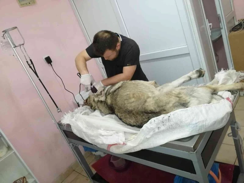 Sokak köpeğini av tüfeğiyle vurdu para cezasına çarptırıldı
