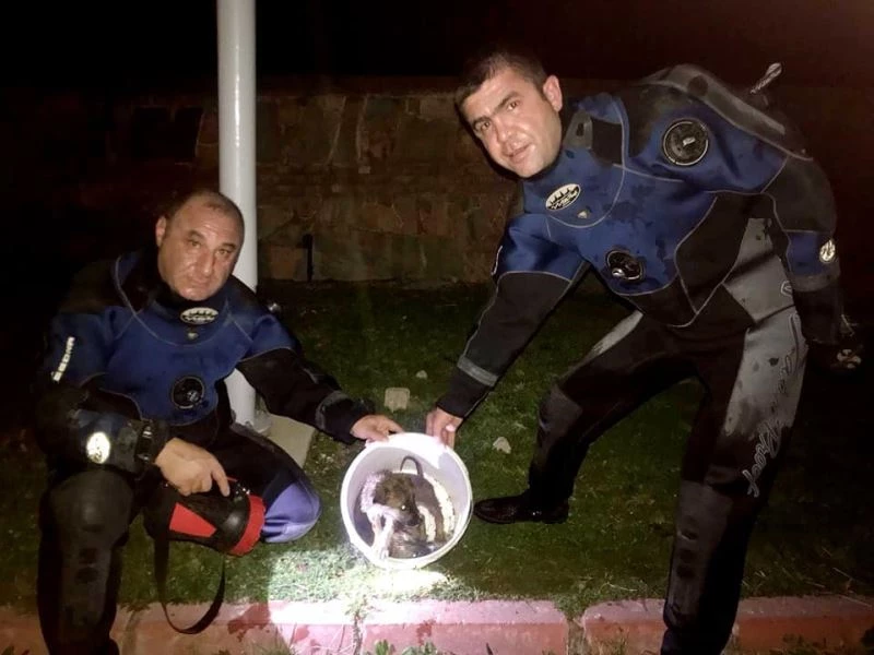 Tarihi hamama düşen 2 yavru köpeği AFAD ekipleri kurtardı
