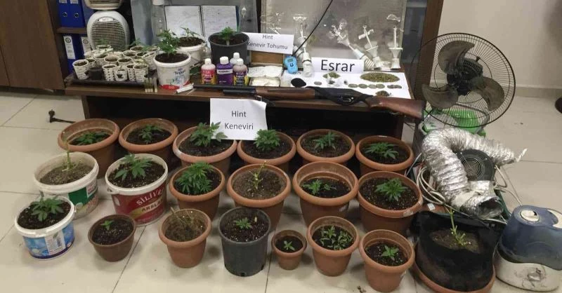 Saksıdaki kenevirler büyümeden ele geçirildi
