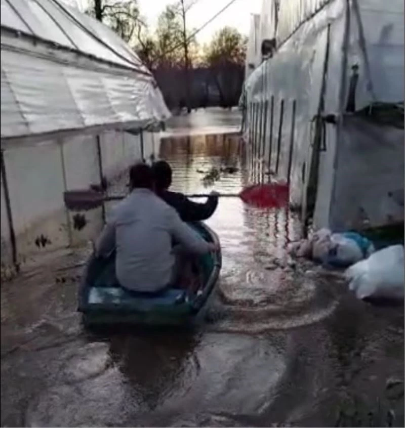 Üreticiler, sular altında kalan seraları için kürek çekti
