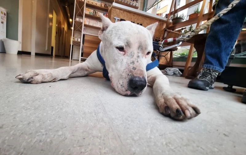 Yasaklı köpek ırklarının kayda alınma sürecinin son gününde hareketlilik yaşandı