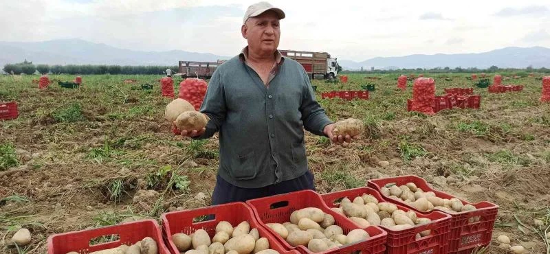 Ödemiş’te kış patatesi hasadı başladı

