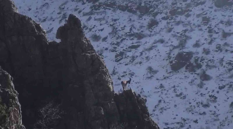 Şırnak’ın Cudi Dağında avcılığın önüne geçildi, dağ keçilerinin sayıları arttı
